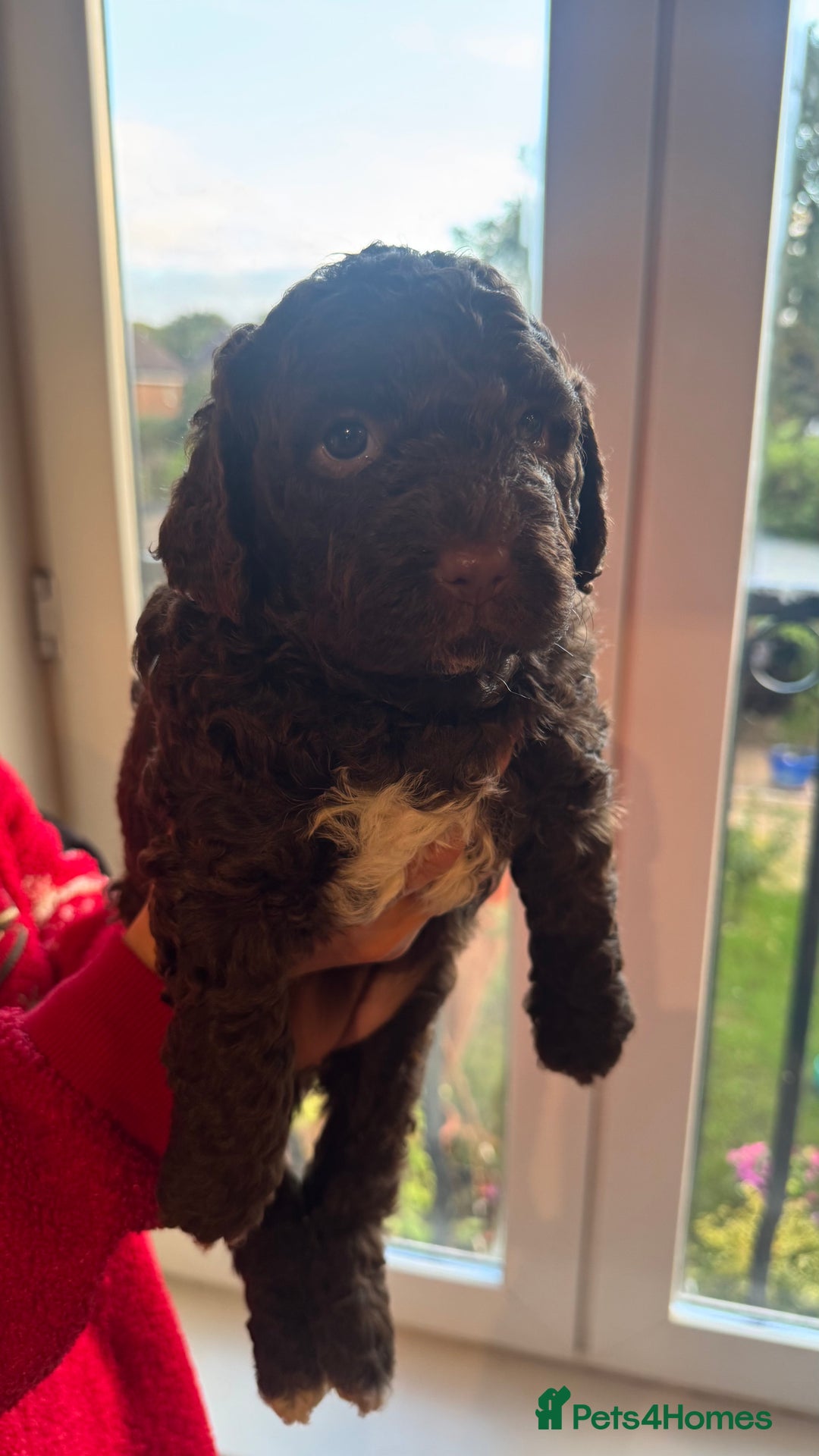 Lagotto Romagnolo dogs for sale: Authentic Lagotto Romagnolo Puppies for Sale KC  - Image 3