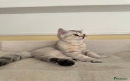 British Shorthair cats for sale: 5 Stunning British Shorthair - Image 31