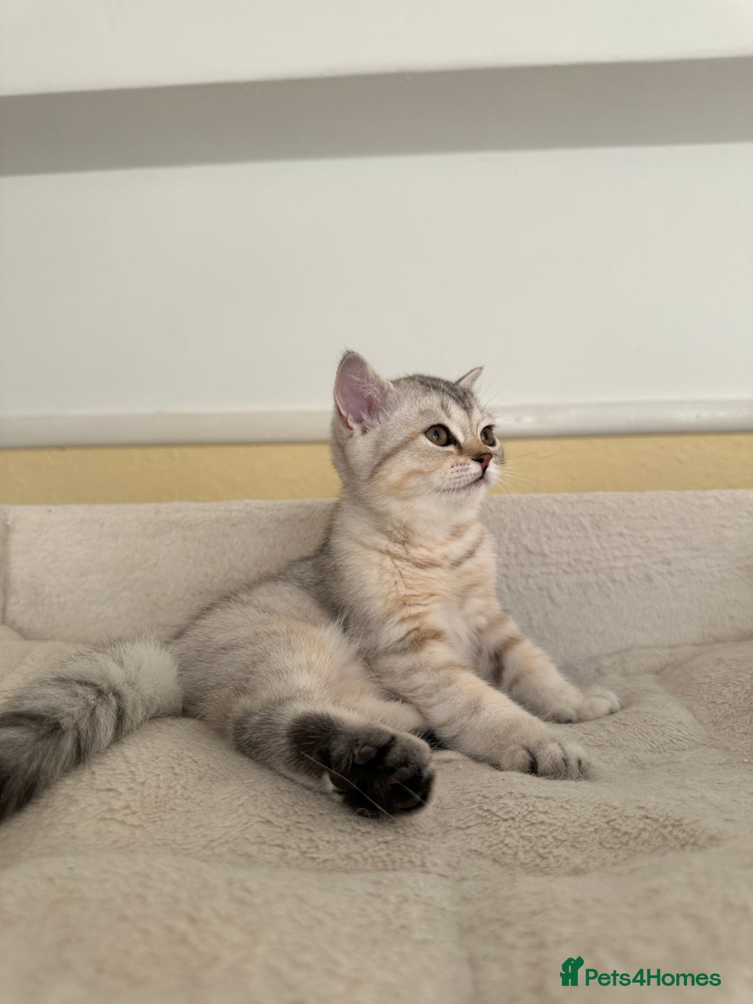 British Shorthair cats for sale: 5 Stunning British Shorthair - Image 31