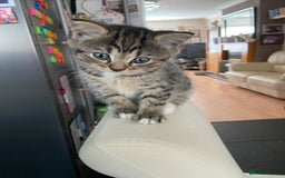 Persian cats for sale: Persian cross kittens - Image 4