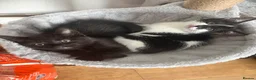 Mixed Breed cats for sale: 5 female kittens ready now  in Cardigan - Advert 19