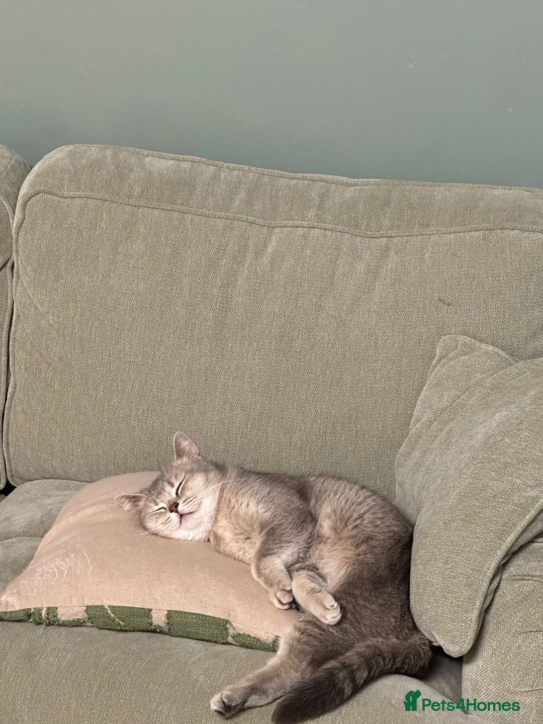 British Shorthair cats for sale: BSH blue colour cat  in Wigston - Advert 2