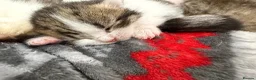 Mixed Breed cats for sale: Beautiful Bengal Cross Maine Coon Babies  in Andover - Advert 10