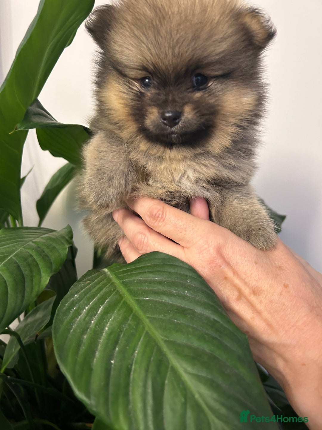 Pomeranian dogs for sale: Kc reg. Show quality 3 Pomeranian girls - Image 21