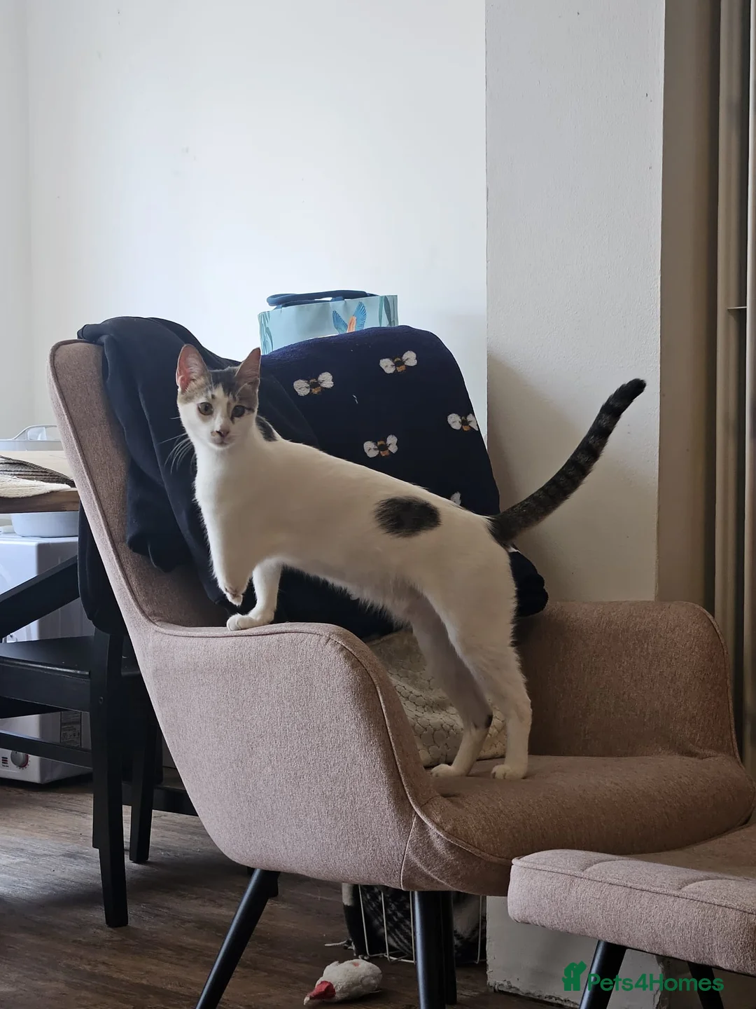 Mixed Breed cats for adoption: ANAKIN HAPPY FRIEND WITH DOG - NeuteredCuddly Calm - Advert 1