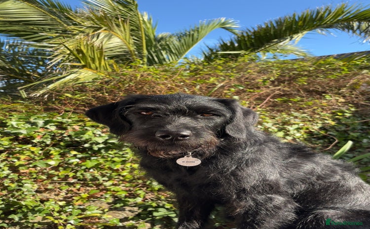 Labradoodle dogs Bonnie - Labradoodle - Advert 13