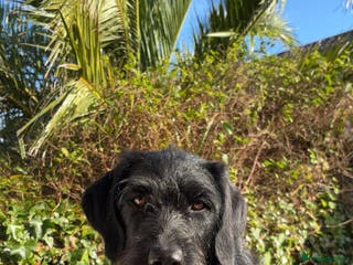 Labradoodle dogs Bonnie - Labradoodle - Advert 11