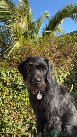 Labradoodle dogs Bonnie - Labradoodle - Advert 1