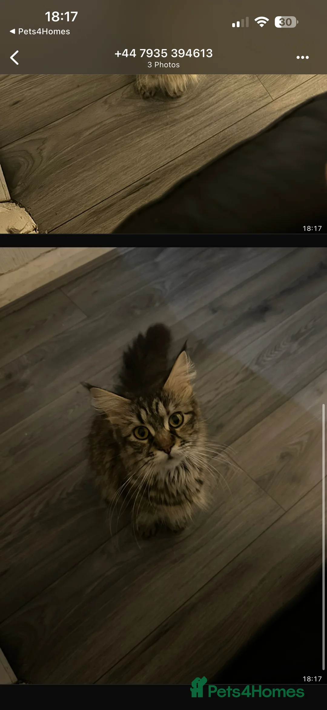 Maine Coon cats for sale: Maine kitten kitten 12 weeks in Tamworth - Advert 2