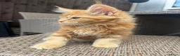 Maine Coon cats for sale: READY NOW⭐️ Tica Maincoon kittens  - Advert 11