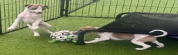 Whippet dogs for sale: Beautiful whippet babies! in Ashton-under-Lyne - Advert 9