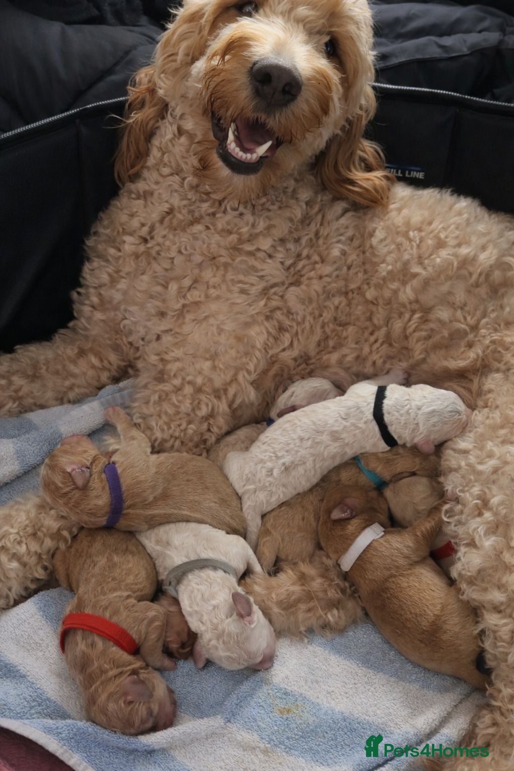 Double Doodle dogs Double Doodle Puppies - Advert 2