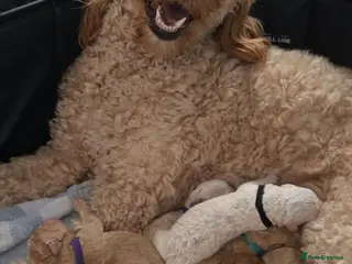 Double Doodle dogs Double Doodle Puppies - Advert 1