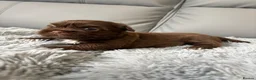 Shih Tzu dogs for sale: Stunning Shih Tzu puppies  in Wisbech - Advert 22