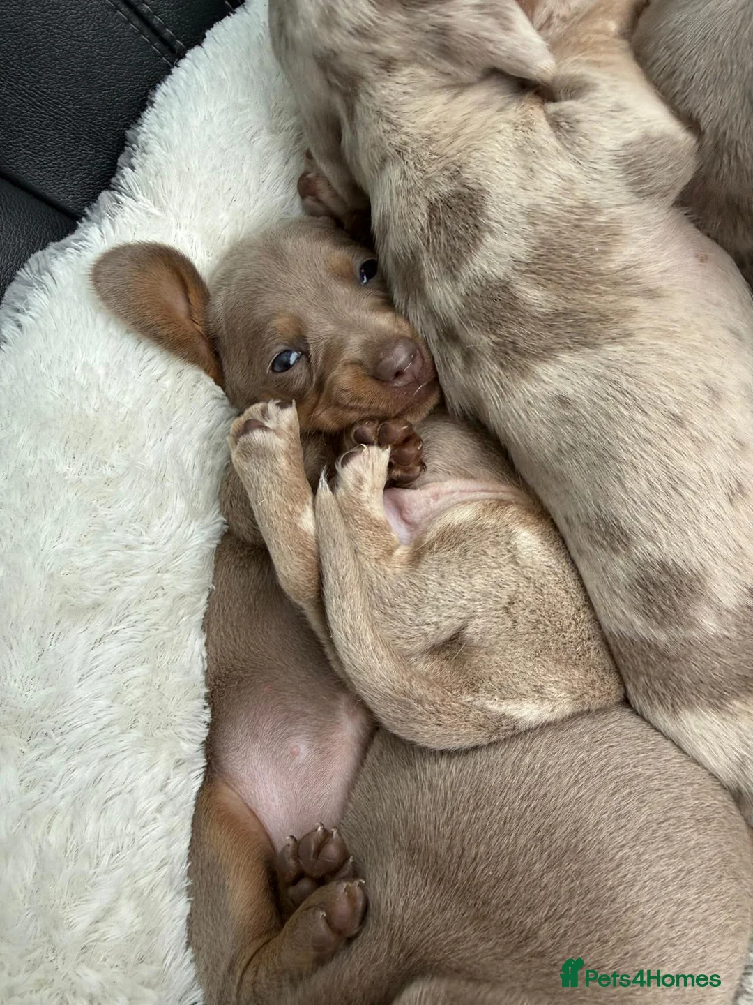 Miniature Dachshund dogs for sale: LAST BOY! MINIATURE ISABELLA DACHSHUND - Advert 9