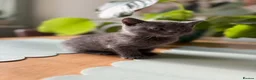 Mixed Breed cats for sale: 4 Beautiful Kittens Looking for Loving Homes - Advert 15
