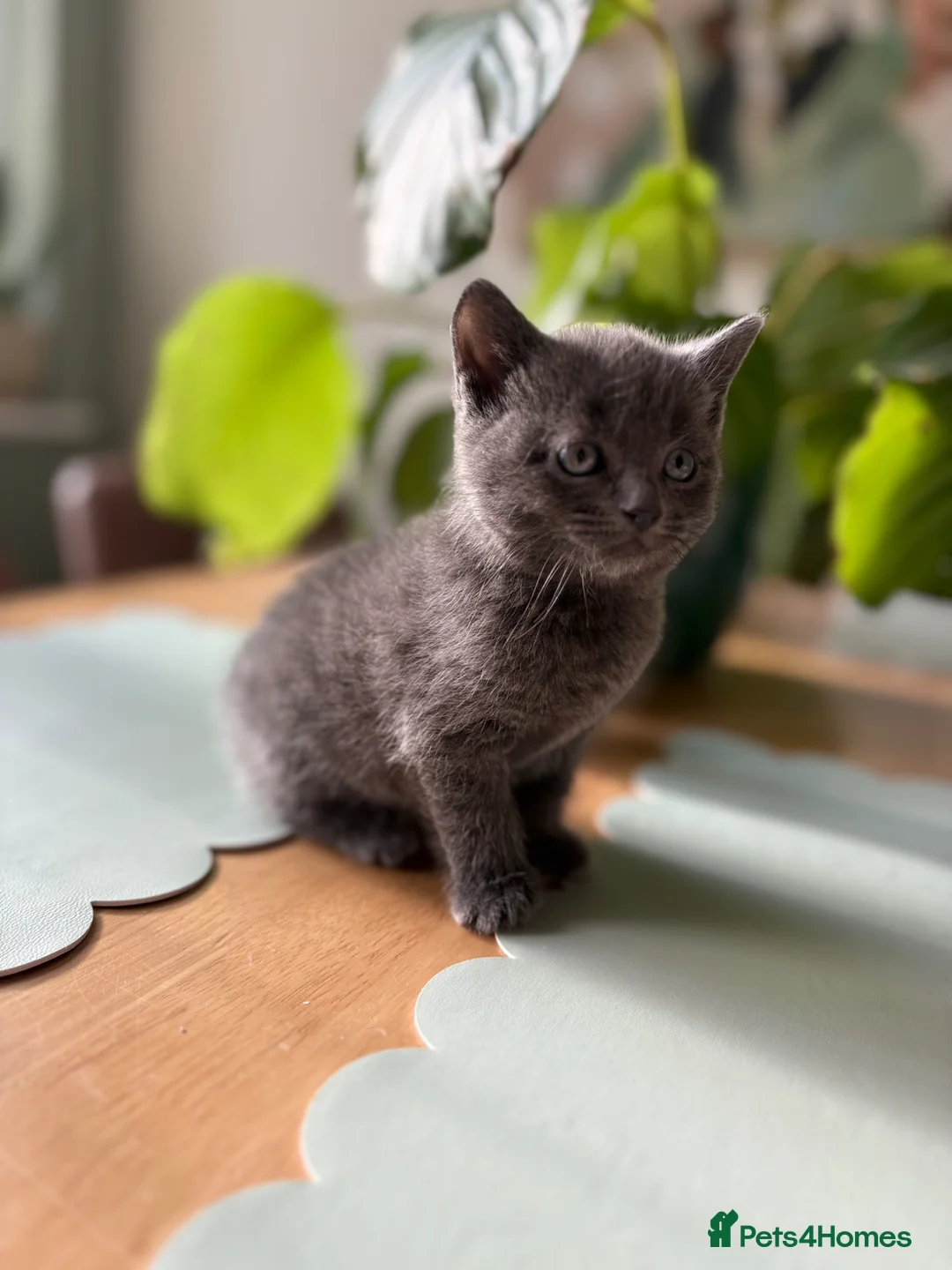 Mixed Breed cats for sale: 4 Beautiful Kittens Looking for Loving Homes - Advert 15