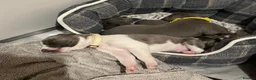 Whippet dogs for sale: KC Whippet Puppies  - Advert 12
