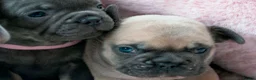 French Bulldog dogs for sale: French bulldog kc 5 gen - Advert 6