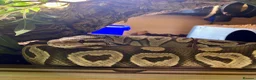 Python Snake reptiles for sale: Ball Pythons looking for new home  - Advert 10