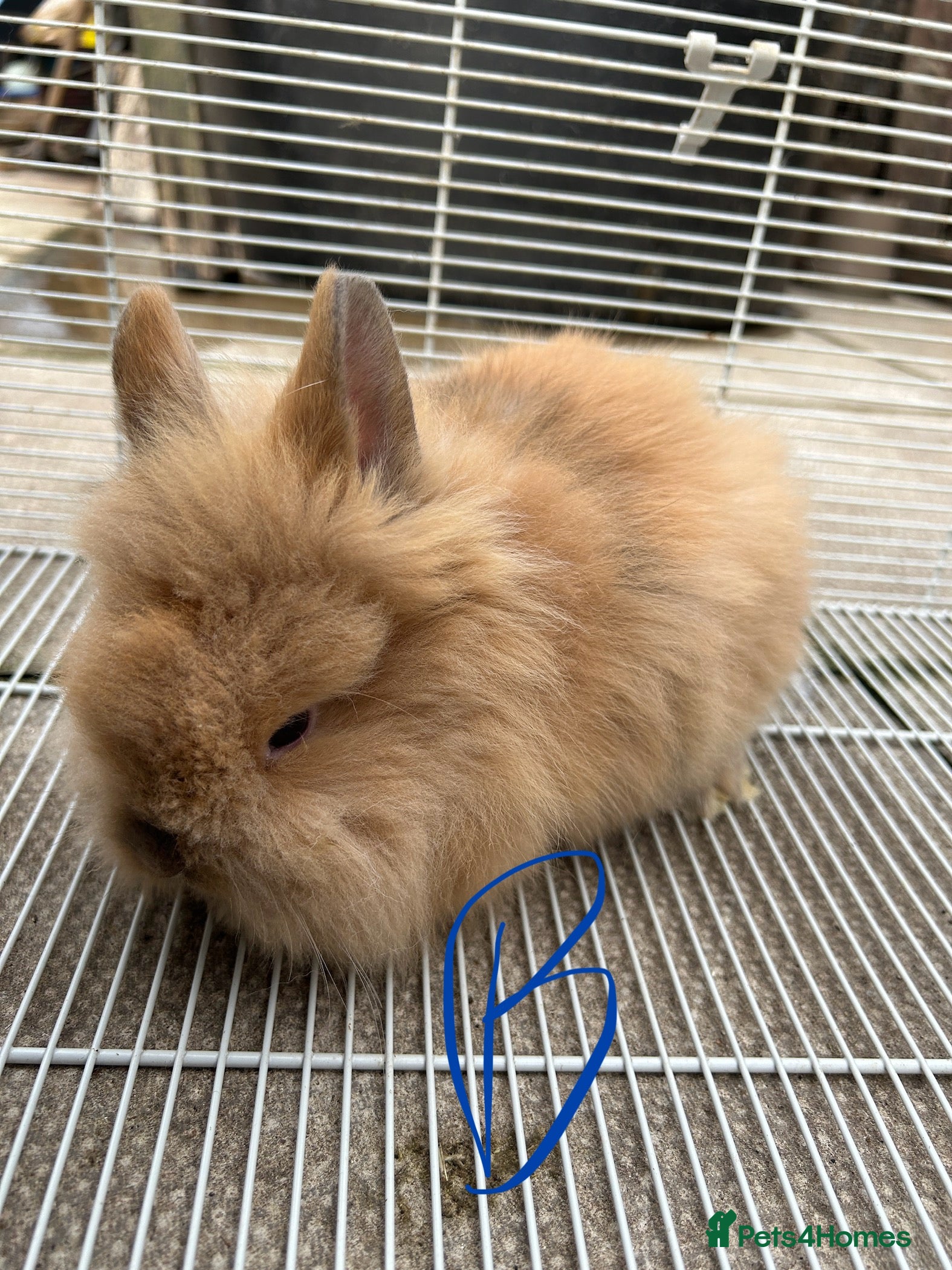 Lionhead rabbits I have both lop ear and Lionheads  - Advert 6