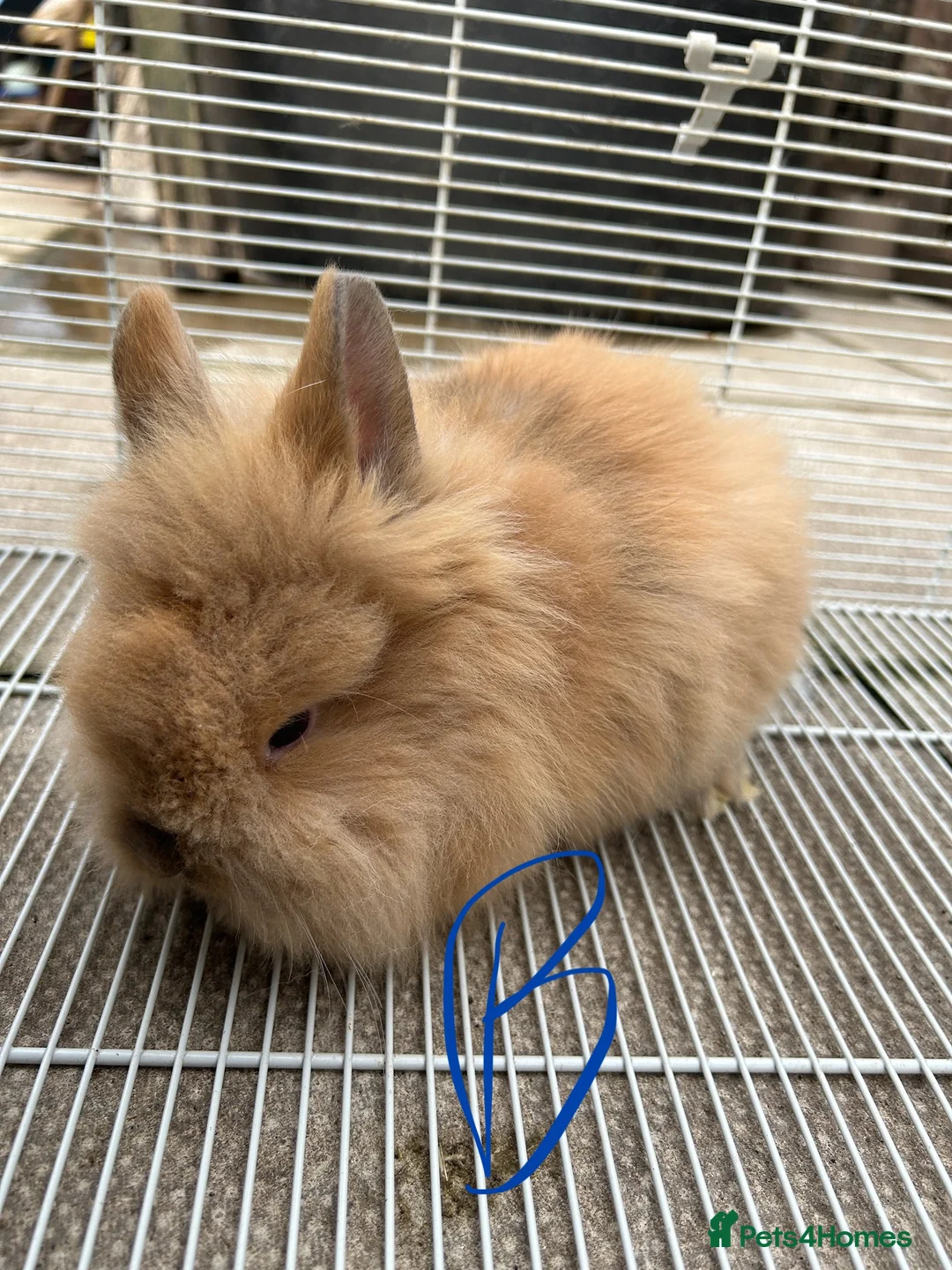 Lionhead rabbits for sale: I have both lop ear and Lionheads  - Advert 7