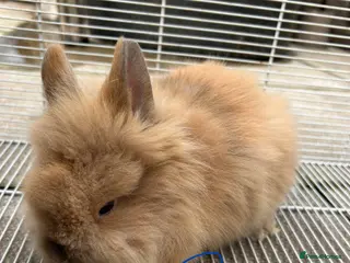 Lionhead rabbits I have both lop ear and Lionheads - Advert 6
