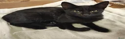 Mixed Breed cats for sale: Adorable 9 month old sisters  - Advert 5