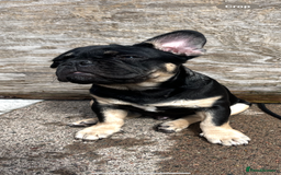 French Bulldog dogs for sale: Beautiful French bulls  - Image 4