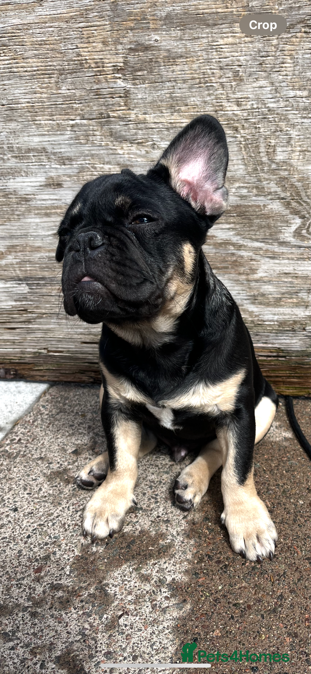 French Bulldog dogs for sale: Beautiful French bulls  - Image 4