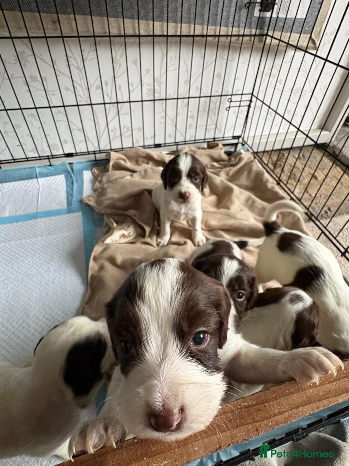 English Springer Spaniel dogs Gorgeous springer spaniel puppies - Advert 1