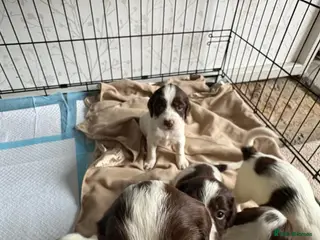 English Springer Spaniel dogs Gorgeous springer spaniel puppies - Advert 1