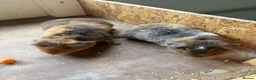 Guinea Pig rodents for sale: Teddy guinea pigs  - Advert 6