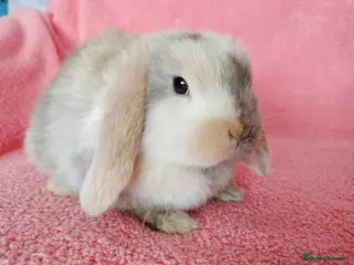Mini Lop rabbits Baby mini lops for sale - Advert 9