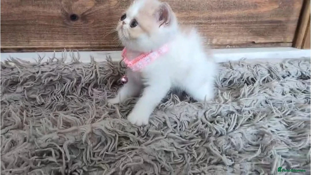 Persian cats for sale: 🐾 Beautiful Persian Kittens 🐾 - Advert 1