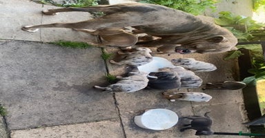 Olde English Bulldogge dogs - Advert 11