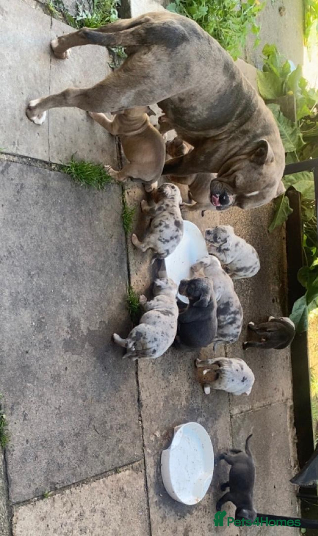 Olde English Bulldogge dogs for sale: Old English Bulldog Puppy’s  - Image 12