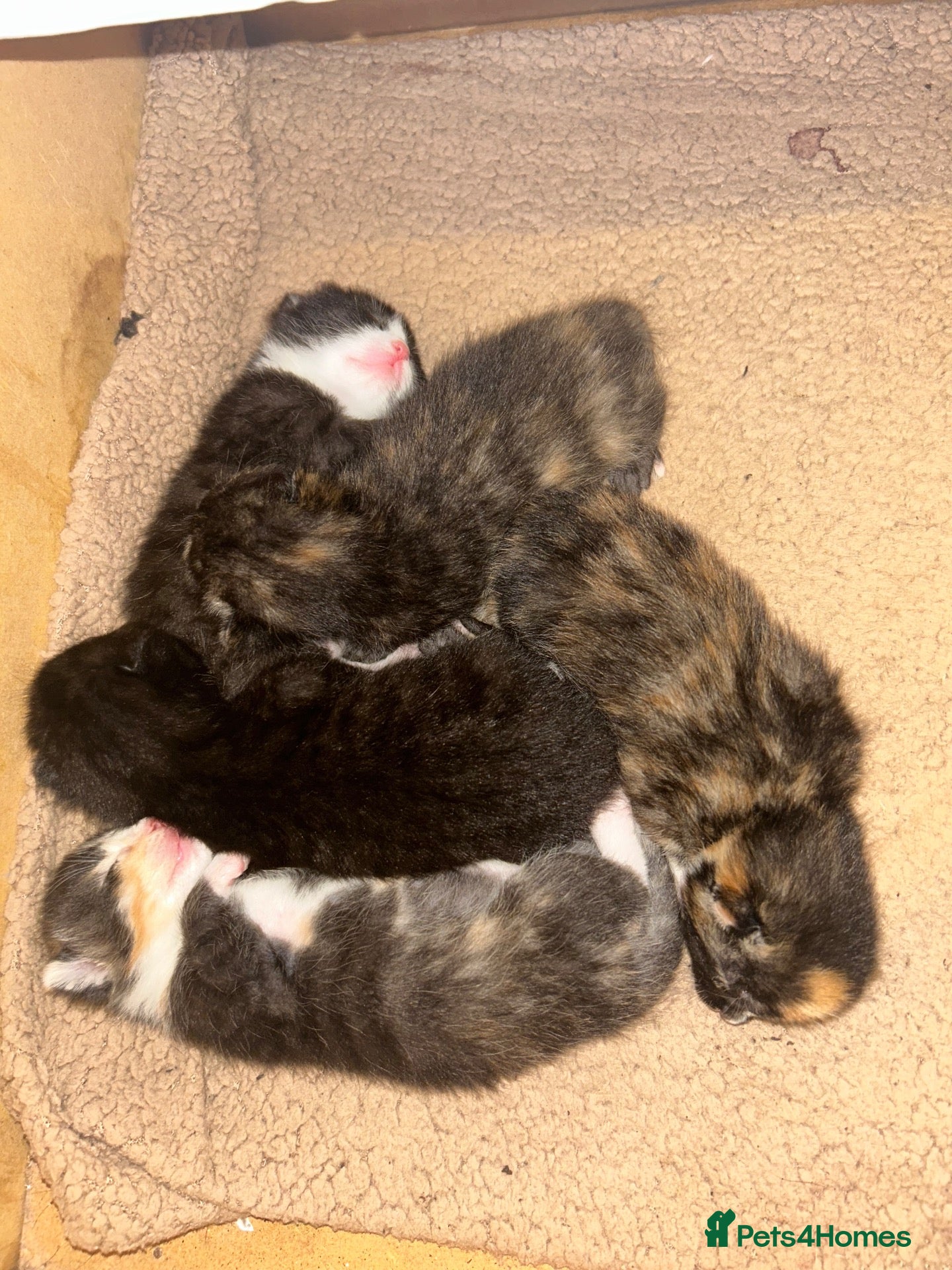 Mixed Breed cats 5 Mixed Bengal Kittens  - Advert 13