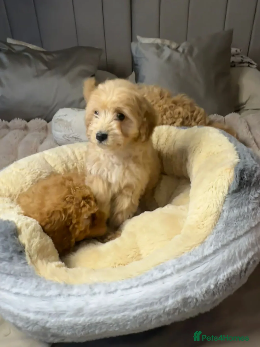 Cavapoo dogs for sale: Cavapoo puppies  - Advert 9