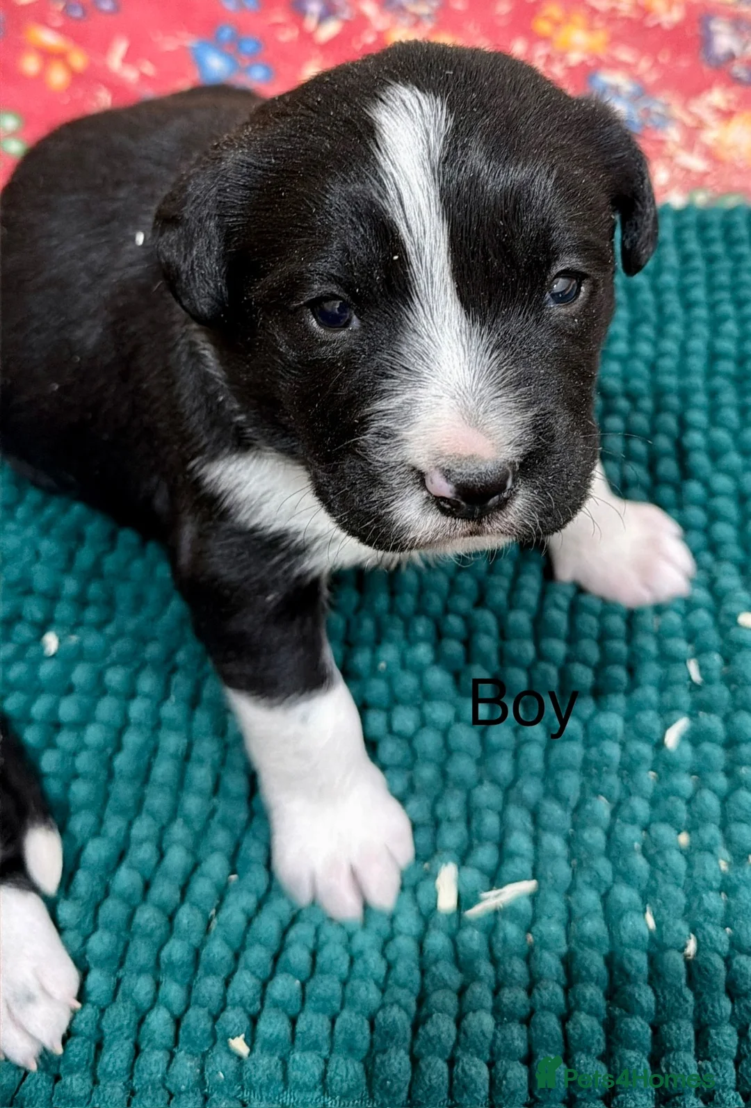 Sprollie dogs for sale: Sprollie puppies from experienced breeder  - Advert 14