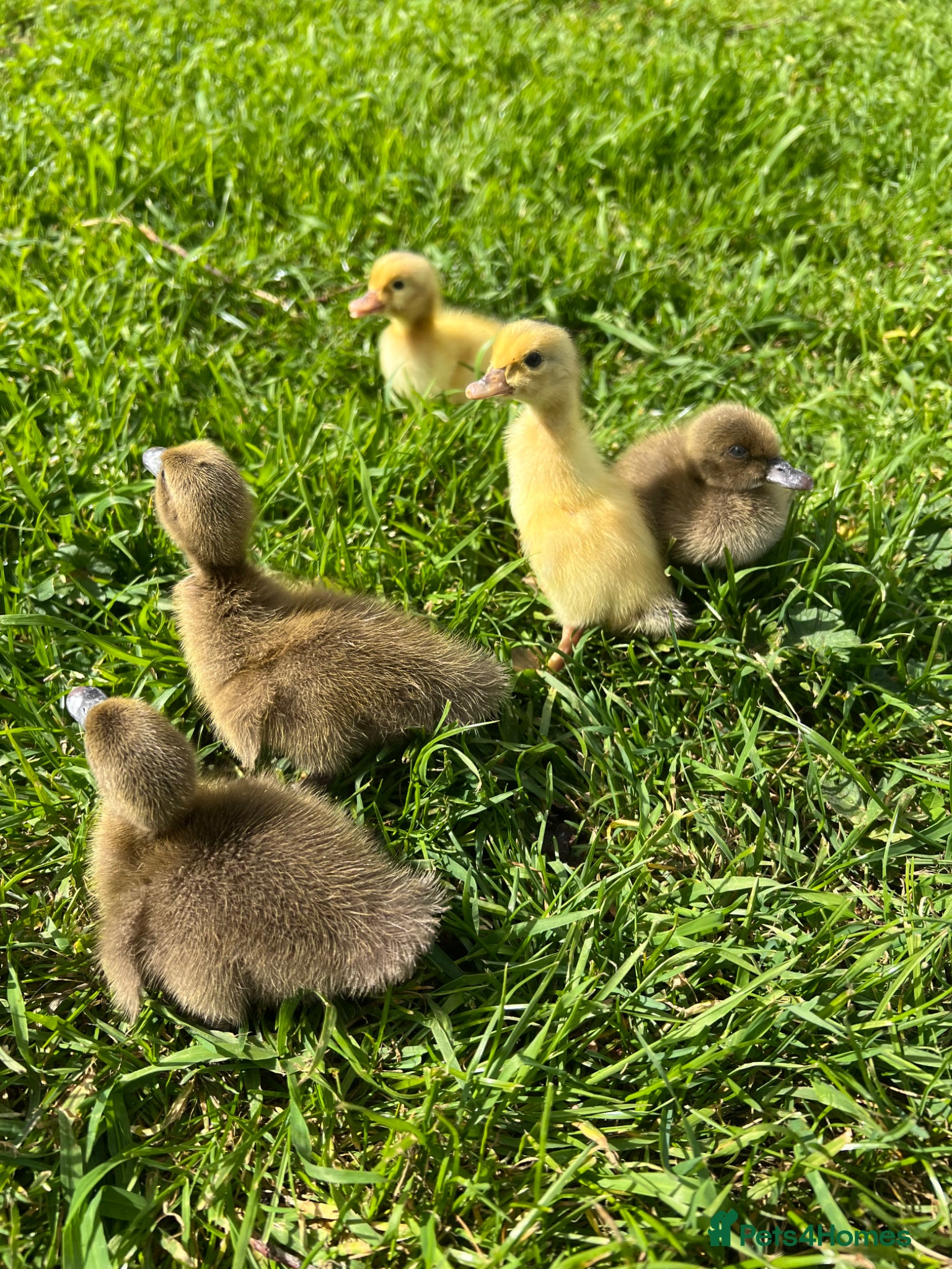 Ducks poultry Khaki Campbell ducklings for sale! - Advert 8