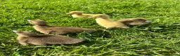 Ducks poultry for sale: *RESERVE* Pure Breed Ducklings! - Advert 1