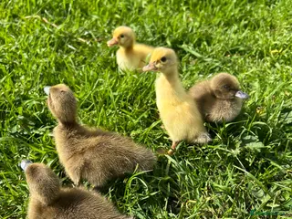 Ducks poultry Khaki Campbell ducklings for sale! - Advert 8