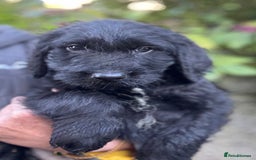 Australian Labradoodle dogs for sale: READY NOW! Stunning Lab x Australian Labradoodles - Image 19
