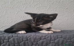 Oriental cats for sale: Oriental kittens - Image 9