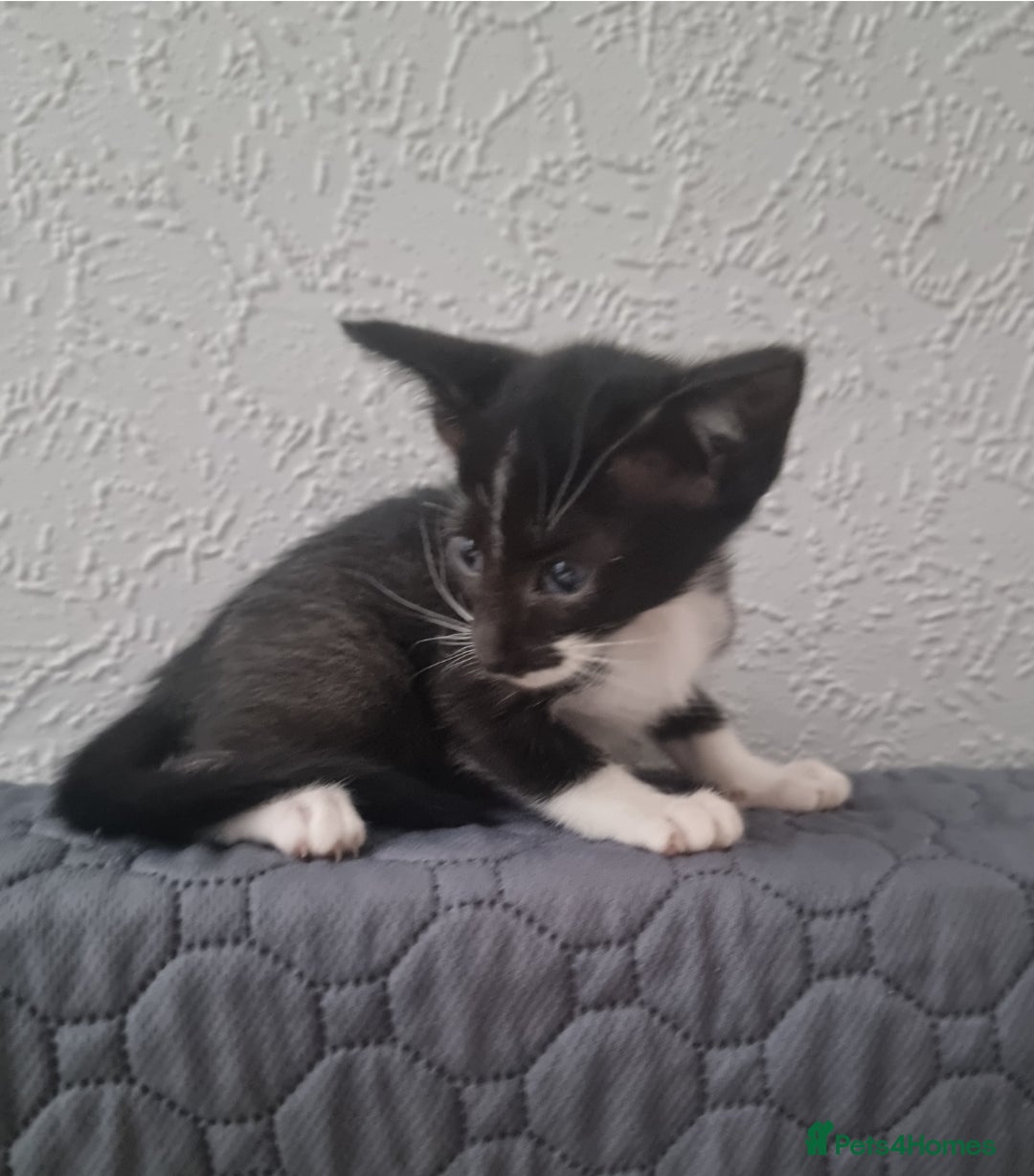 Oriental cats for sale: Oriental kittens - Image 9