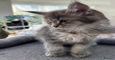 Maine Coon cats in Great Missenden - Advert 4