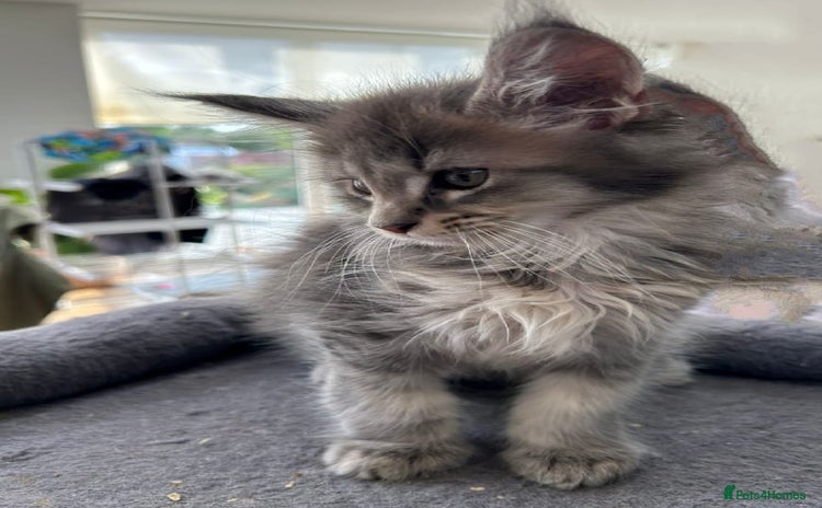 Maine Coon cats in Great Missenden - Advert 4