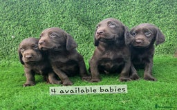 Cockerdor dogs for sale: READY NOW CHOCOLATE COCKERDORS - Image 2