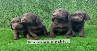 Cockerdor dogs - Advert 10